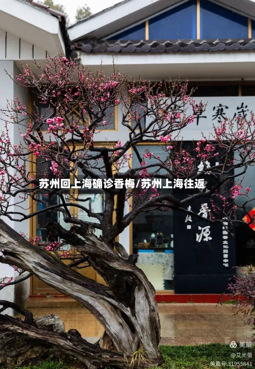 苏州回上海确诊香梅/苏州上海往返